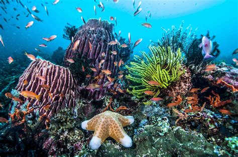 Awaken Your Senses: A Magical Trip to the Coral Reef